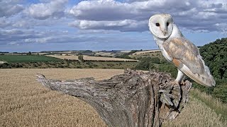 Barneys Life Story 4 Years in the Life of a Male Barn Owl  Discover Wildlife  Robert E Fuller [upl. by Lleruj]