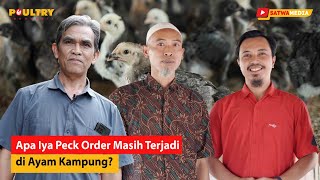 Begini Cara Memelihara Ayam Kampung Kekinian [upl. by Alomeda]