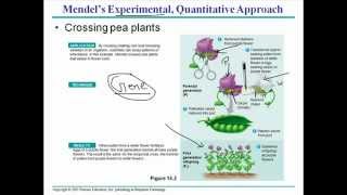 Mendelian genetics 1 [upl. by Suhpesoj463]