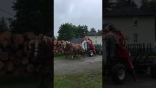 Chargeuse a bois pour les chevaux [upl. by Suivart94]