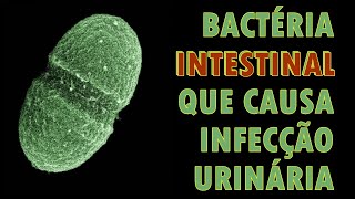 Urocultura POSITIVA para Enterococcus faecalis  Cortes Renais Ep 50 [upl. by Ydnak]