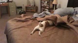 Jack Russell Terrier CLyde  Bed Surfing [upl. by Drofxer]