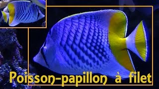 Chaetodon xanthurus  Bleeker 1857 HD Poissonpapillon à filet  Aqua Porte Dorée  122014 [upl. by Cogn]