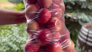 Storing FRESH apples for an ENTIRE YEAR [upl. by Annabelle166]