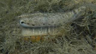 Wavy Rayed Lampmussel Lampsilis fasciola lure [upl. by Travers387]