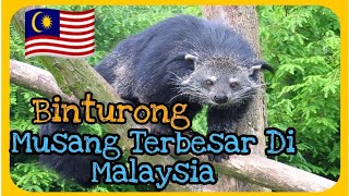 MENGENAL BINTURONG MUSANG TERBESAR MALAYSIA🇲🇾 [upl. by Gnous]