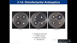 Lab 214 Disinfectant and Antiseptics [upl. by Rhtaeh]