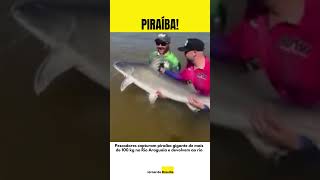 Pescadores capturam piraíba gigante de mais de 100 kg no Rio Araguaia e devolvem ao rio [upl. by Griffie142]