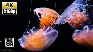 Support to Sleep Nature Sound 4K UHD 247 Black Seanettle Jellies [upl. by Malinde]