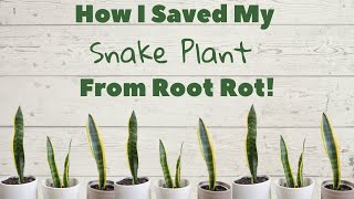 How I Saved My Snake Plant From Root Rot Repotting Sansevieria Mother In Laws Tongue Plant [upl. by Linden]