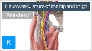 Hip and thigh Arteries veins and nerves preview  Human Anatomy  Kenhub [upl. by Nevi]