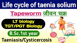 Taenia solium Lifecycle  life cycle of taenia solium  Tapeworm  Taenia solium ka jivan chakra [upl. by Manard]