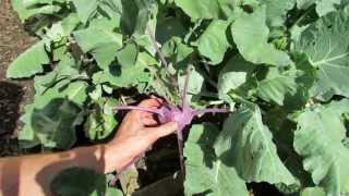 How to Harvest and Prepare Kohlrabi It Tastes Great  The Rusted Garden 2013 [upl. by Malloch]