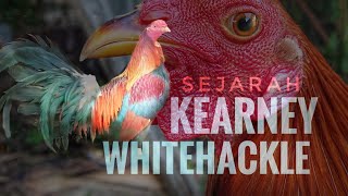 KEARNEY WHITEHACKLE HISTORY [upl. by Bhatt]