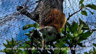 Greyheaded Flying Foxes in peril [upl. by Etnovahs]