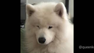 Cute Howling Samoyeds Compilation [upl. by Izogn]