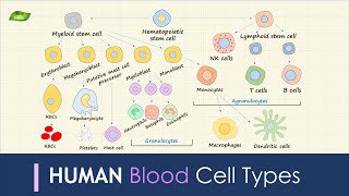 Human Blood Cell Types  Immunology  Basic Science Series [upl. by Shanly899]