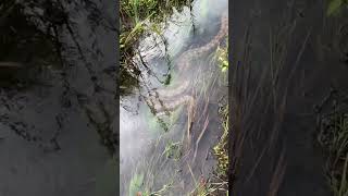 ¿Gigantes del Amazonas Anacondas ASOMBROSAS en su hábitat natural [upl. by Meece736]