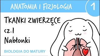 Tkanki zwierzęce cz1  Nabłonkowe  Anatomia i fizjologia 1  matura z biologii [upl. by Namron]