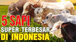 5 Sapi Super Legendaris Terbesar Di Indonesia [upl. by Lewert]