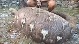 Snakes  Watch This Python Autopsy  Ultimate Killers  BBC Studios [upl. by Klinger657]