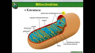 Organelas celulares  Lisossomos peroxissomos mitocôndrias cloroplastos e centríolos [upl. by Aivitnahs]