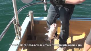 Snapper Longline Fishing From A Charter Boat [upl. by On281]