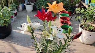 How to grow lilium from Bulb [upl. by Iphlgenia]