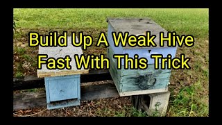 Build Up Weak Hive Fast With This Trick [upl. by Ciapas]