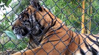 Sumatran Tigers at San Diego Zoo Safari Park Up Close [upl. by Oinotla]