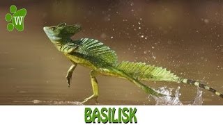 Basilisk  The Jesus Christ Lizard [upl. by Alyel]