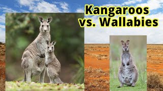 Kangaroos vs Wallabies How to Distinguish Them [upl. by Purcell114]