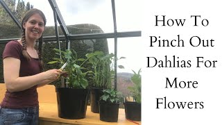 How to grow Dahlias  Grow at Home  Royal Horticultural Society [upl. by Ahtamas]