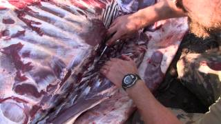 Elk Hunting Gutless Field Dressing Method 3 [upl. by Eelimaj]