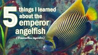 5 Things I Learned about Emperor Angelfish [upl. by Herstein]