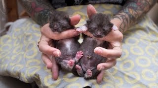 How to Help Baby Kittens Pee and Poop [upl. by Glynas619]