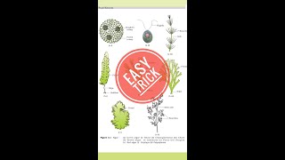 Plant kingdom trick Algae NCERT neetbiology biology Mnemonic for NEETCBSEICSE shorts neet2022 [upl. by Rusert770]