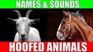 HOOFED ANIMALS Names and Sounds for Kids to Learn  Learning Ungulates Hoofed Mammals [upl. by Henrique]