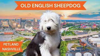 Old English Sheepdog Breed Highlights [upl. by Aihselef366]