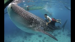 Top 10 Biggest Fish Ever caught in the World 2018 [upl. by Macgregor360]