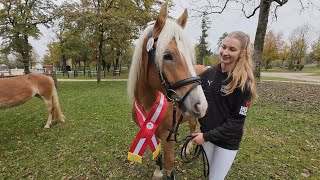 Sieg österreichisches Freispringen 2024 Haflinger 2jährig [upl. by Leone974]