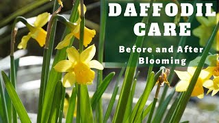 Caring for Daffodils Before and After They Flower 💛 [upl. by Attela]