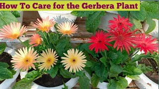 How To Care for Gerbera Plant😘 [upl. by Mulligan]