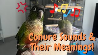 Green Cheek Conure Sounds amp Their Meanings  Parrot Behaviour  TheParrotTeacher [upl. by Redle178]