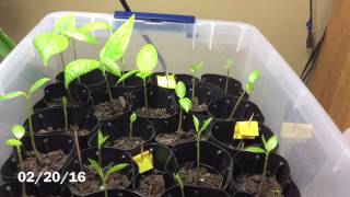 Pawpaw Journey Germination to Seedlings [upl. by Ayihsa]