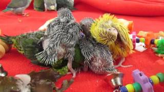 Parrotlets and Linnies Play Time [upl. by Gigi]