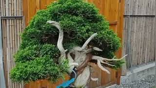 Amazing Compilation of Bonsai Trees bonsai plants garden [upl. by Atirehgram]