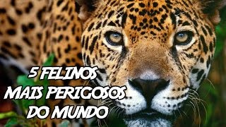 5 Felinos mais Perigosos do Mundo [upl. by Etnoled]