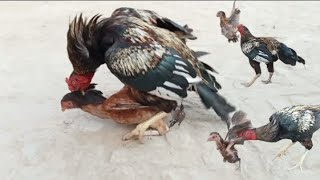 Fighter Rooster Mating  Aseel Breeding Pair Rooster Hens and Chicks  Chicken Video  Hen Cross [upl. by Eciuqram]