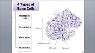 62 Bone Tissue Histology [upl. by Eerhs]